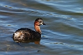 Little grebe